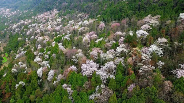 广元苍溪：十里樱花竞开放 游客纷至踏春来_fororder_未标题-2