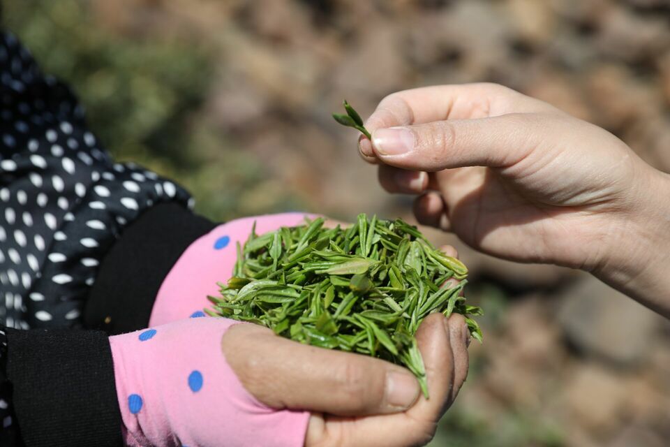 临沂：沂蒙春茶开采啦！