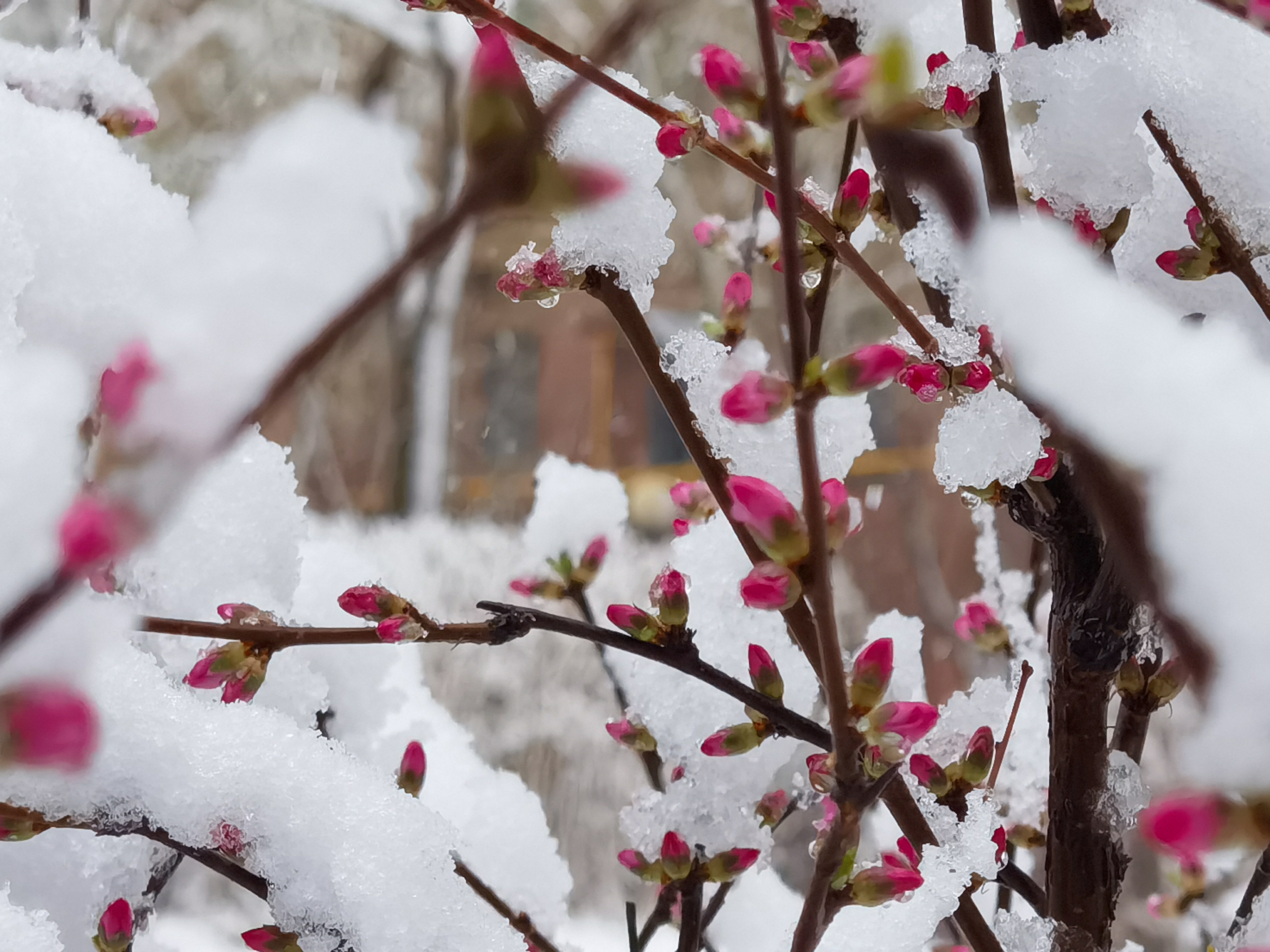 陕西靖边：十里桃花雪 飞入百姓家_fororder_IMG_20230402_171132