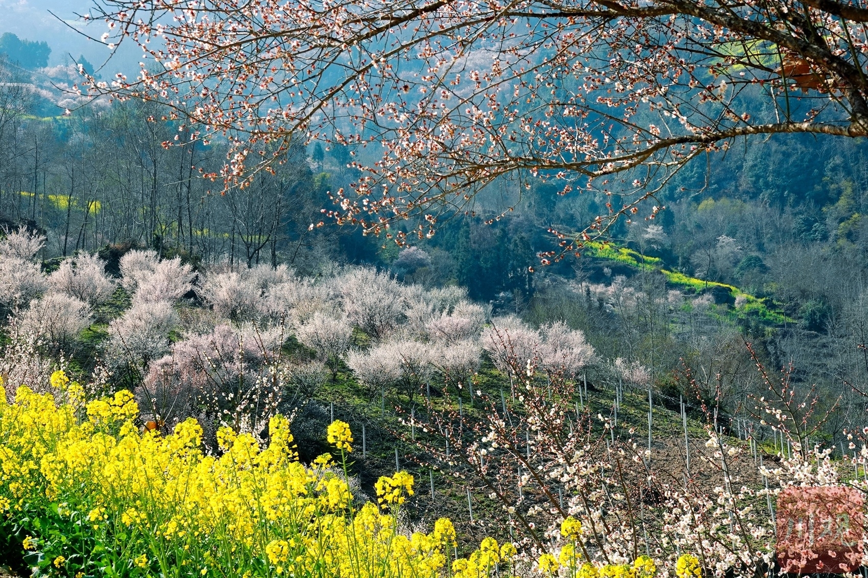 （转载）绵阳平武：山村田园春色浓 百年古梅花正旺