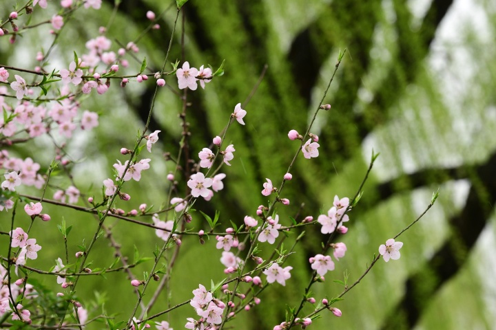 桃花朵朵开 西湖春色浓_fororder_1678274133262_64086e55febc270001ad7ab0