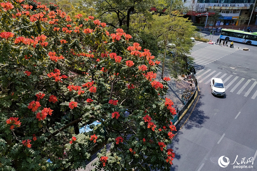 红花绿树莺乱啼 厦门街头火焰木花朵盛放