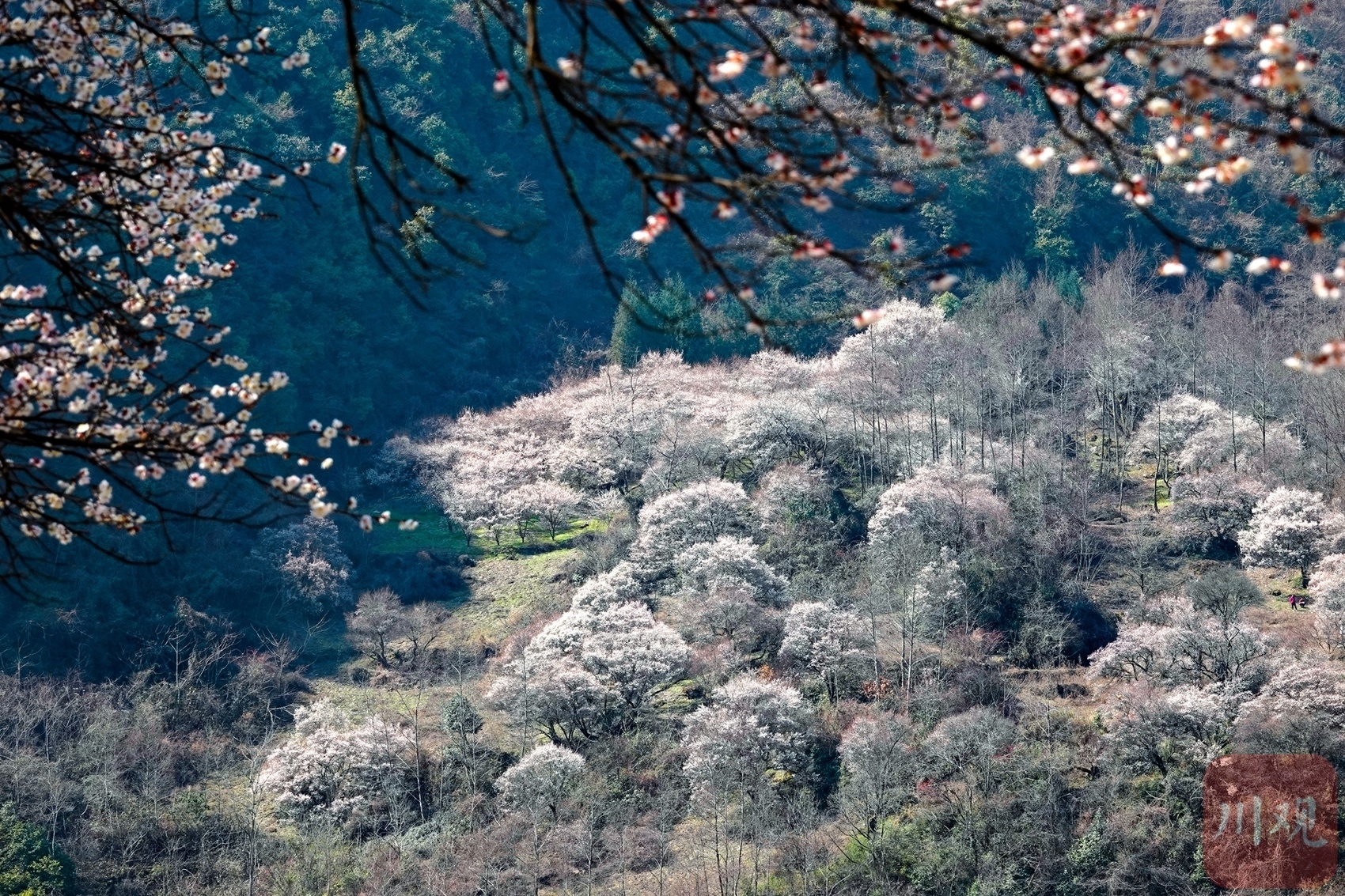（转载）绵阳平武：山村田园春色浓 百年古梅花正旺