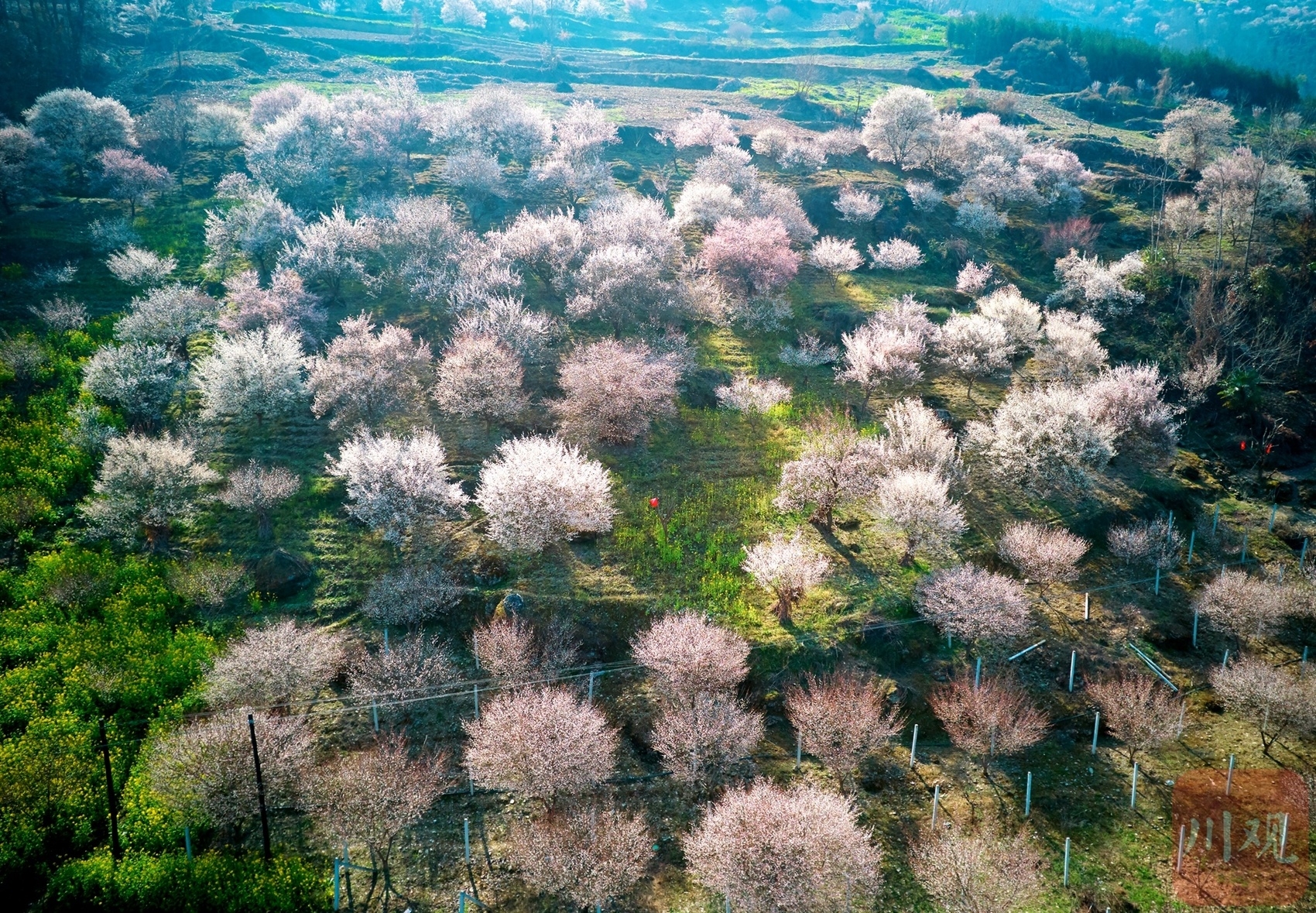 （转载）绵阳平武：山村田园春色浓 百年古梅花正旺