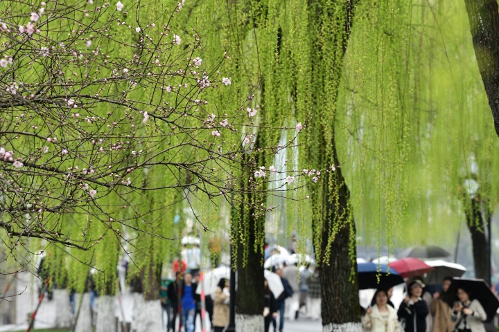 桃花朵朵开 西湖春色浓_fororder_1678274132372_64086e54febc270001ad7aac