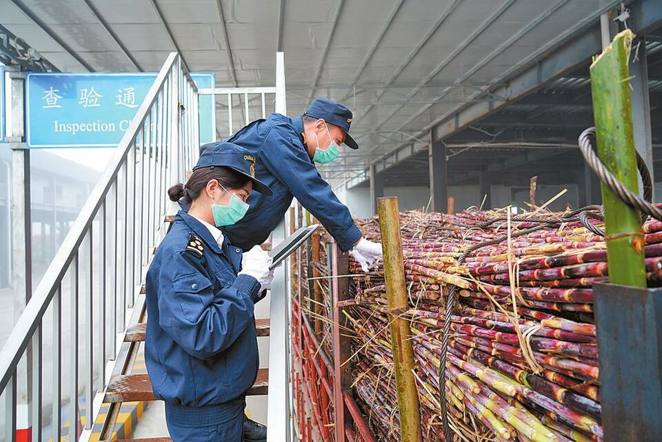 德宏瑞丽海关服务保障中缅榨季进口甘蔗安全顺畅通关_fororder_23f