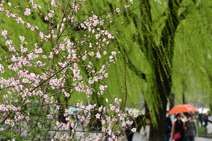 桃花朵朵开 西湖春色浓_fororder_1678274131326_64086e53febc270001ad7aa8