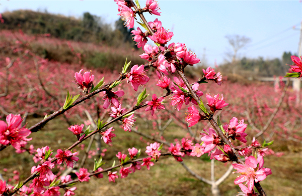 眉山仁寿：桃花朵朵开 游客踏春来_fororder_桃花朵朵开-摄影-潘建勇（2）