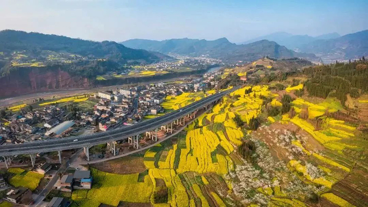 组图｜雅安天全：寻见春的颜色_fororder_油菜花黄--供图-天全县委宣传部