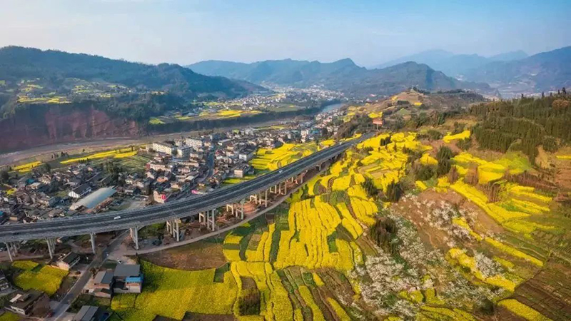 组图｜雅安天全：寻见春的颜色_fororder_油菜花黄--供图-天全县委宣传部