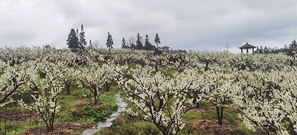 宜宾：屏山县锦屏镇第九届李花旅游文化暨特色农产品展销节开幕_fororder_锦屏山万亩李花“飘雪”-摄影-何芳