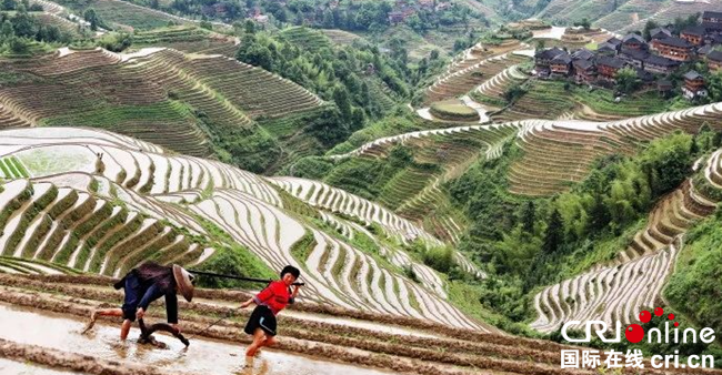 梯田种出“旅游饭”：龙胜大寨村的“蝶变”之路