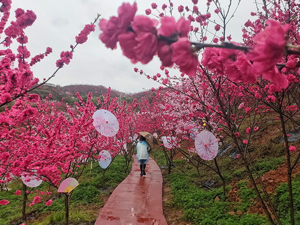 （张）走进美丽乡村 纳溪龙湖水香第二届桃花节启动_fororder_桃花林间（摄影-马俊杰）