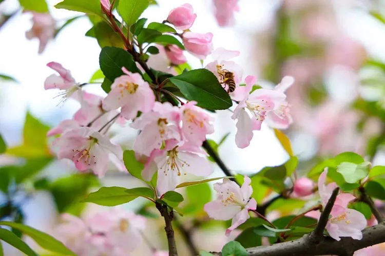 组图｜雅安天全：寻见春的颜色_fororder_桃花红-供图-天全县委宣传部