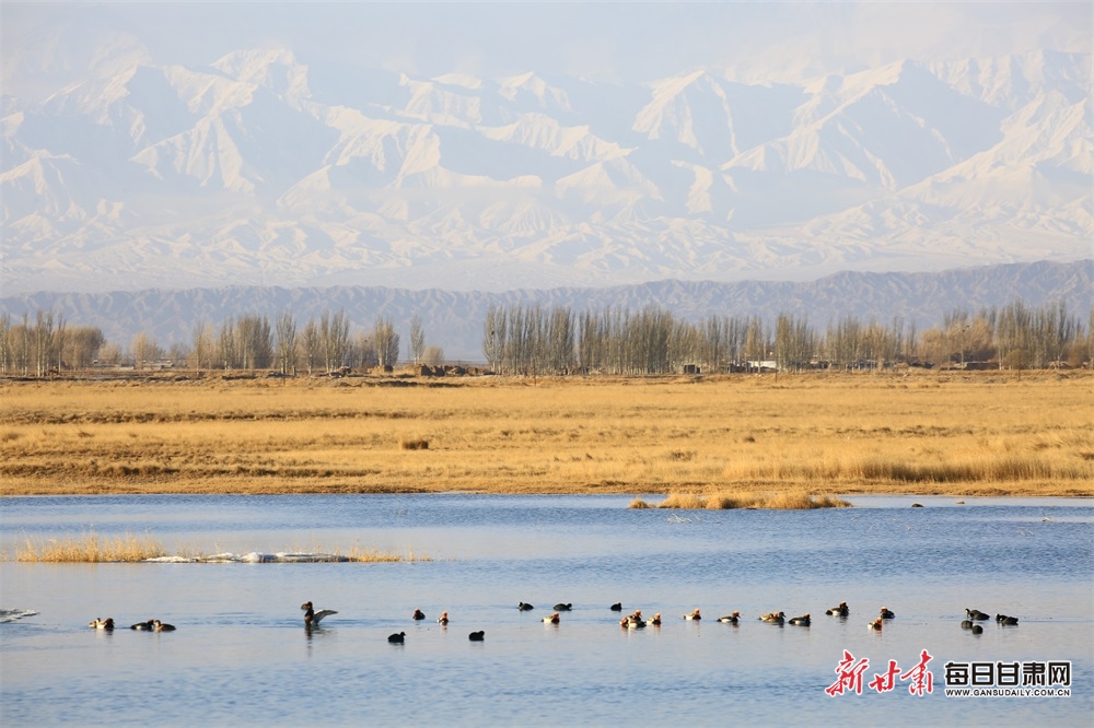 【轮播】嘉峪关草湖湿地成候鸟栖息天堂_fororder_2