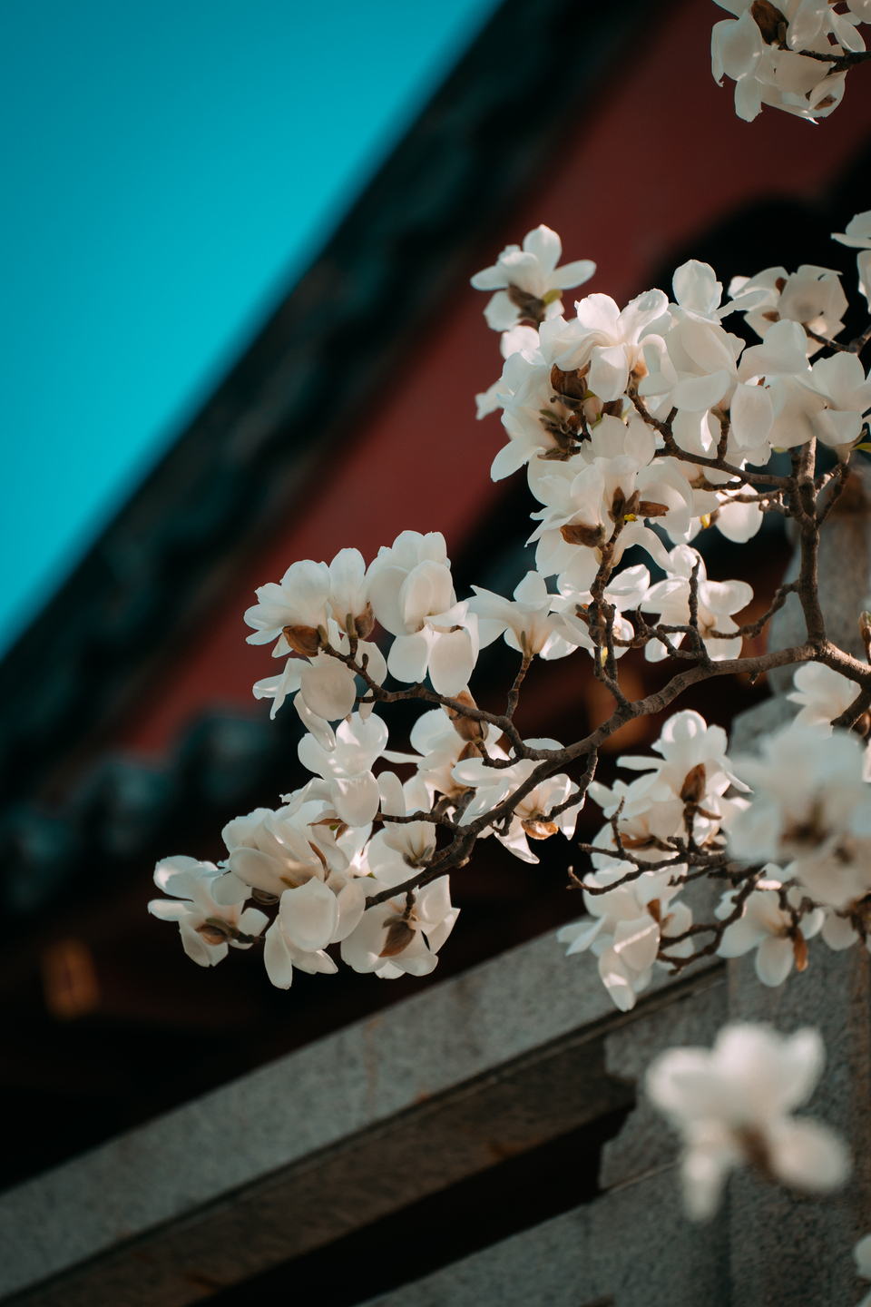 山东济南：有一种春光叫玉兰花开