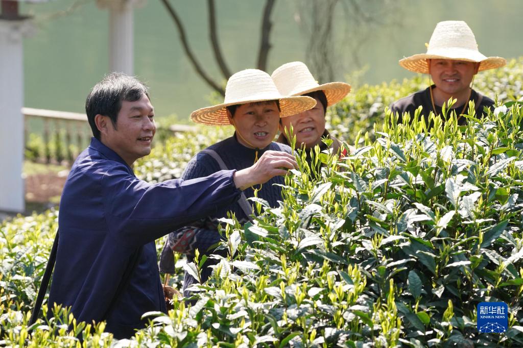 安徽黄山：太平猴魁开采在即