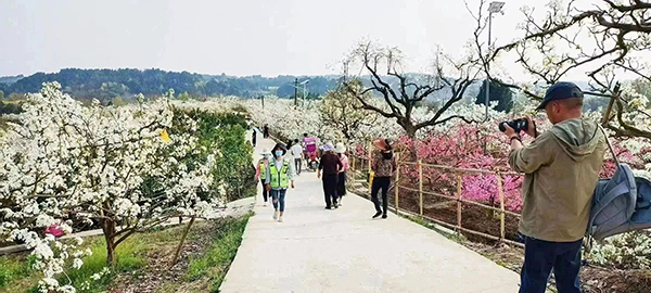 春赏梨花秋采梨 这是成都简阳的“白月光”_fororder_梨花沟----供图-简阳融媒体中心