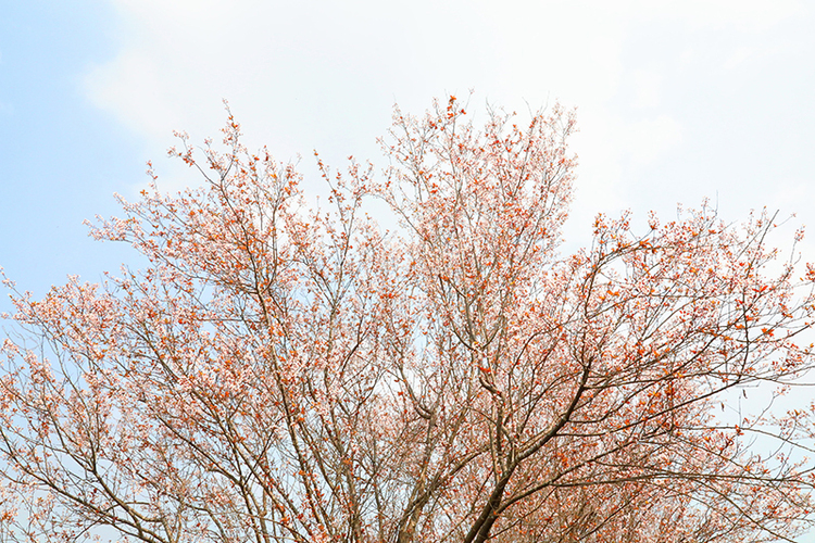 自贡：踏春好时节 贡井红叶李花正鲜艳_fororder_2贡井区五彩荷园的红叶李花开正艳