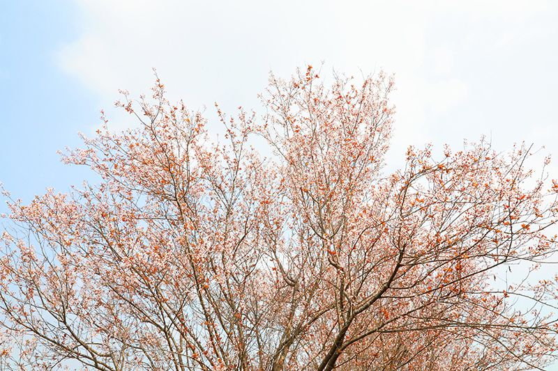 自贡：踏春好时节 贡井红叶李花正鲜艳_fororder_2贡井区五彩荷园的红叶李花开正艳