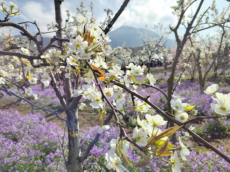 组图｜雅安汉源：春意盎然梨花开_fororder_梨花美景3++摄影+方秦