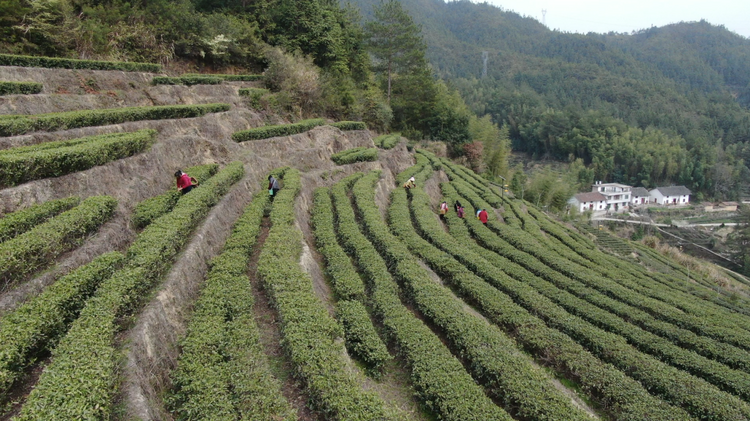 订单纷至沓来 湖南桂东早春茶走俏市场_fororder_图片2