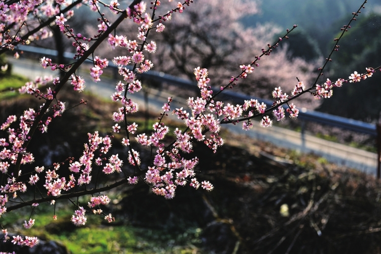 （转载）春花烂漫春光美