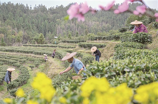 湖南资兴：春茶开采_fororder_1