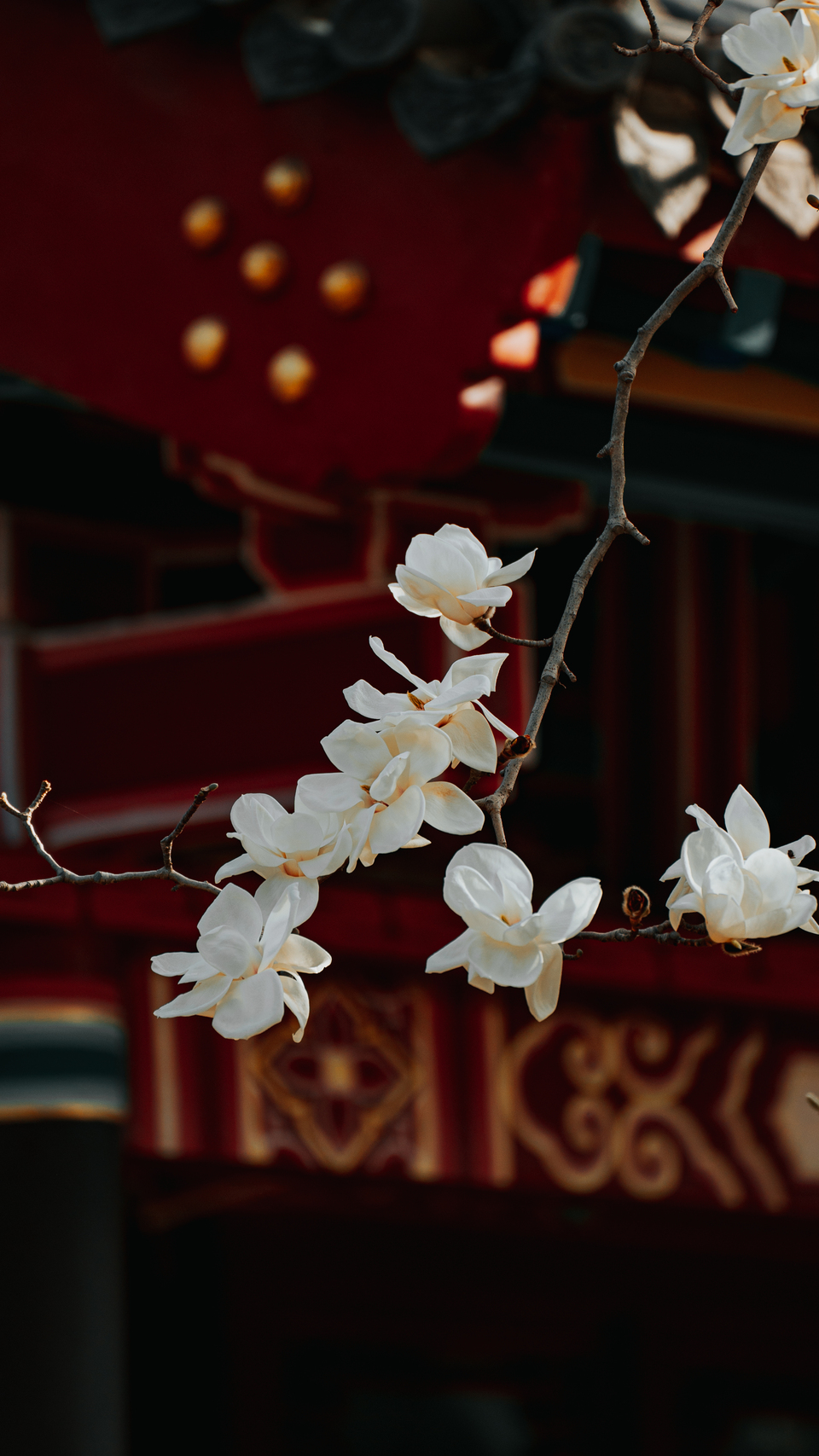 山东济南：有一种春光叫玉兰花开