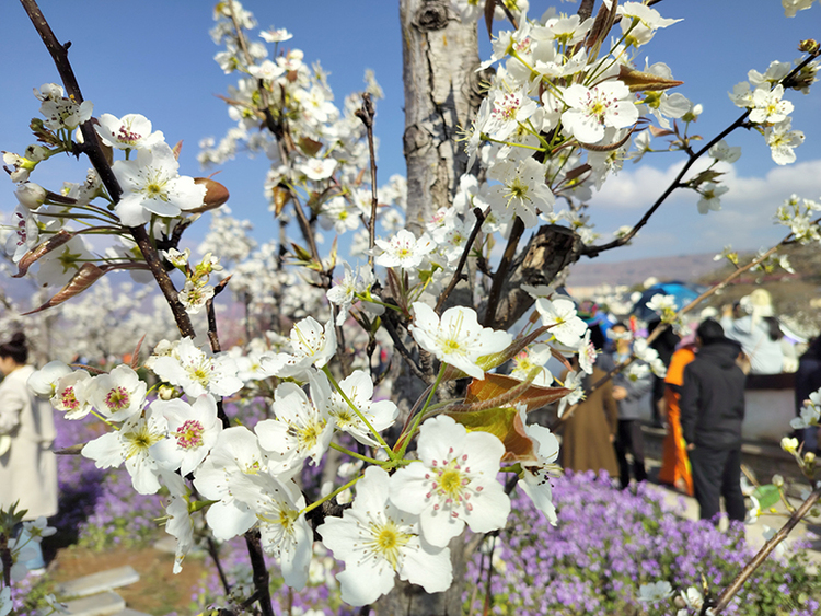 组图｜雅安汉源：春意盎然梨花开_fororder_梨花美景2++摄影+方秦