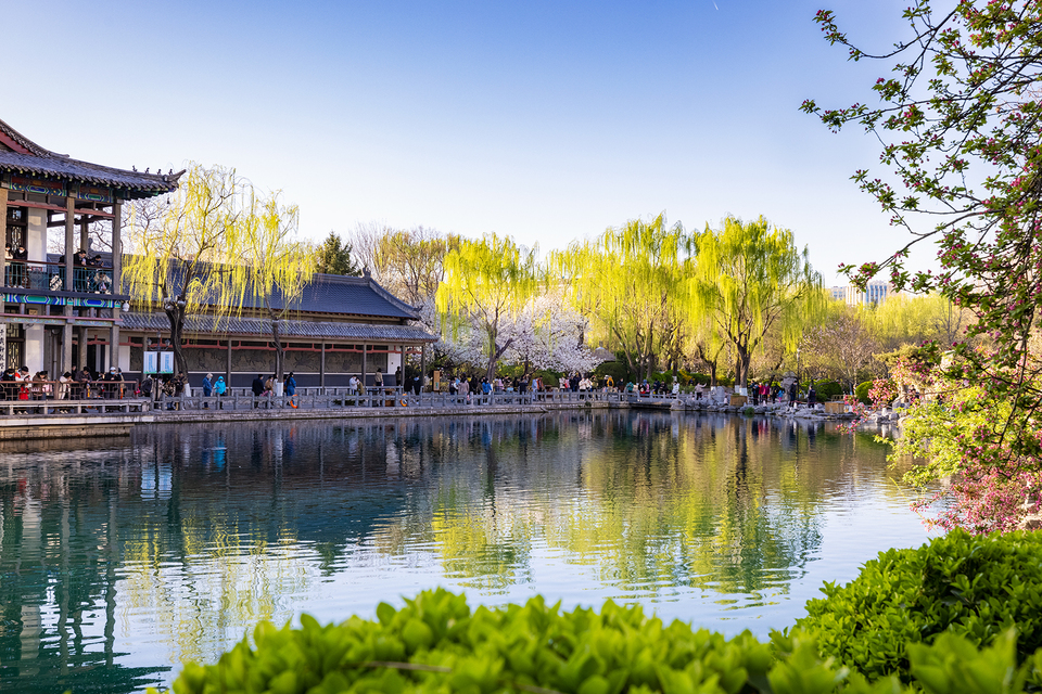 山东济南：五龙潭樱花烂漫迷人