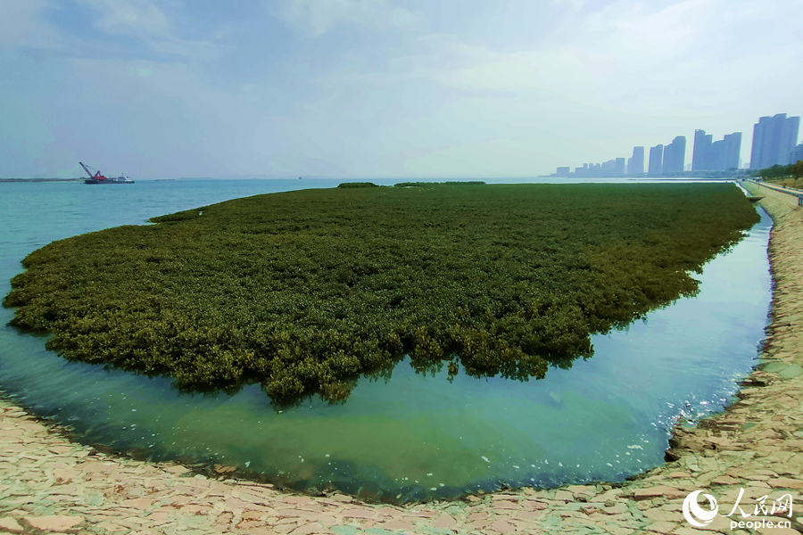厦门同安湾：碧海鸥鹭共蓝天