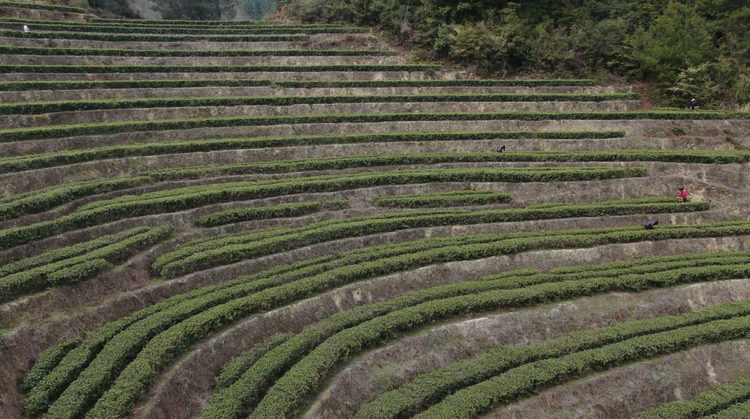 订单纷至沓来 湖南桂东早春茶走俏市场_fororder_图片3