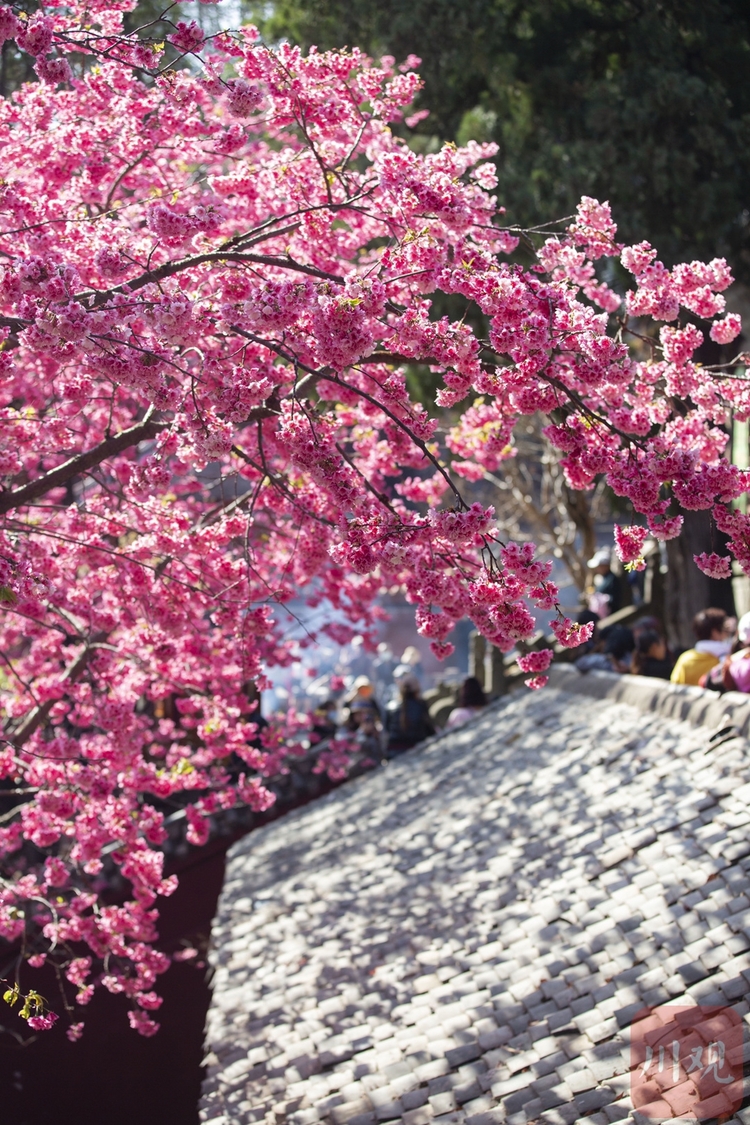 （转载）#你好·春天# 到千年古刹光福寺 听樱花盛开的声音