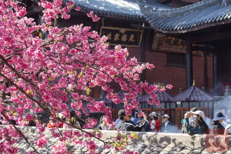 （转载）#你好·春天# 到千年古刹光福寺 听樱花盛开的声音