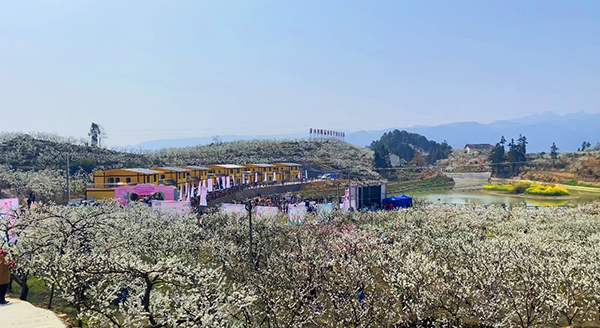 （张）泸州叙永：观乌蒙花海 领略桃李盛景_fororder_乌蒙花海（摄影：殷婷婷）
