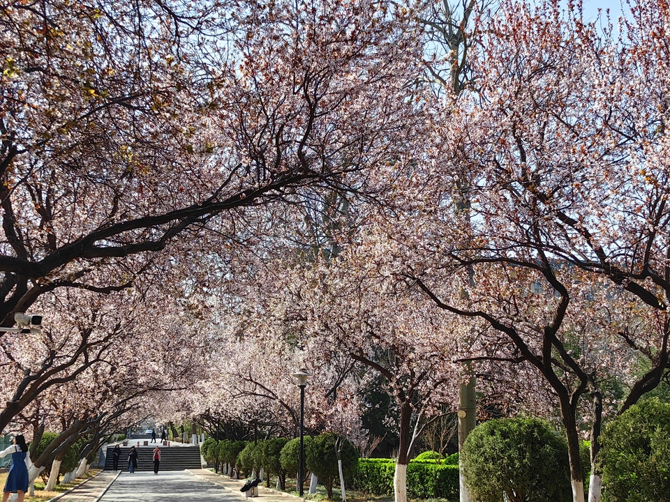 山东师范大学春日繁花惹人醉