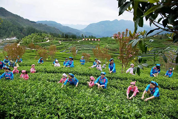 （张）达州万源：做好茶旅融合富民文章 奏响乡村振兴和美韵律_fororder_采茶姑娘-摄影--伍胡容