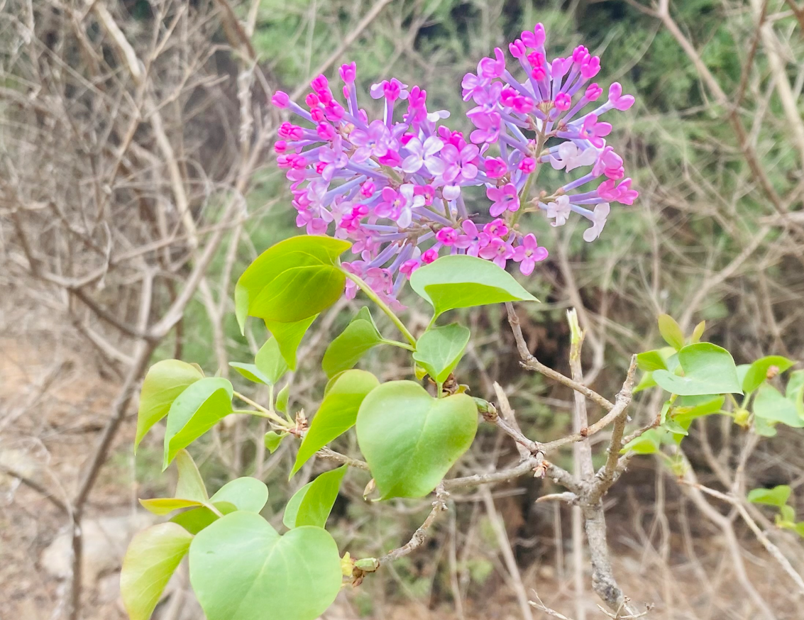 山东济南：春日有多浪漫？花儿都要组成爱心模样