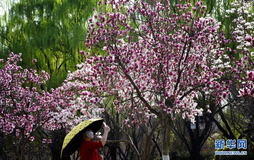西安：春光无限好 满眼繁花灿