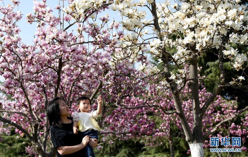西安：春光无限好 满眼繁花灿
