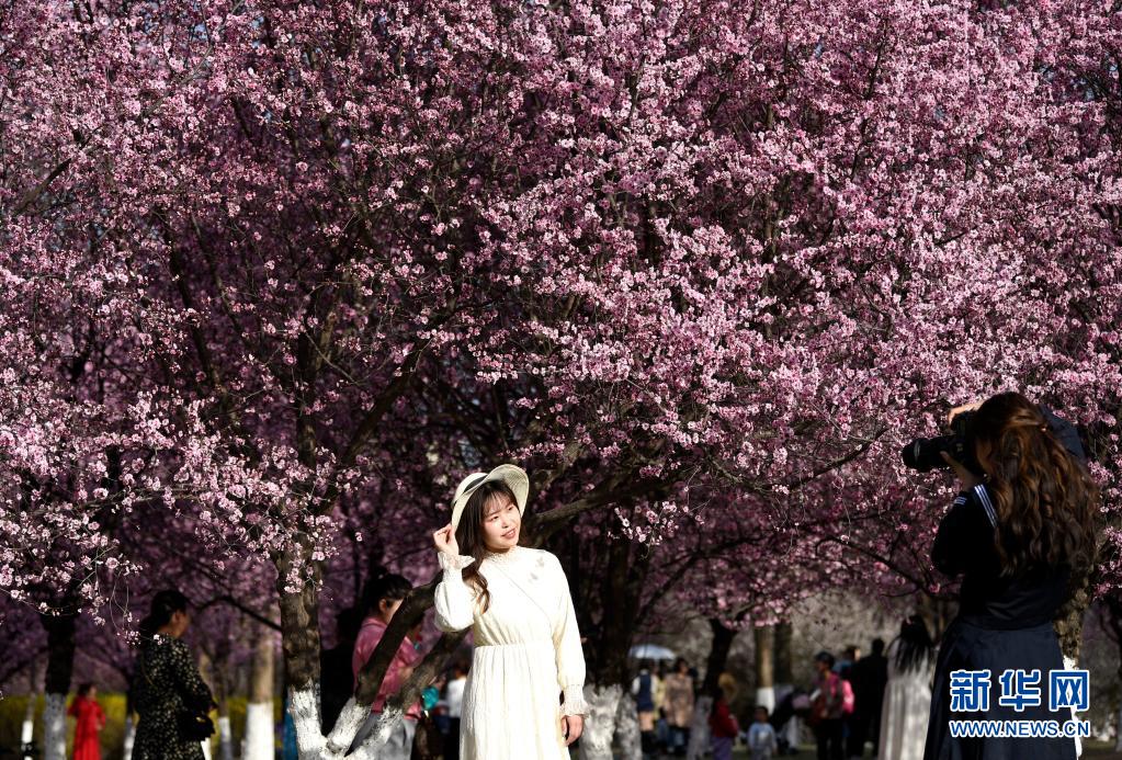 西安：春光无限好 满眼繁花灿