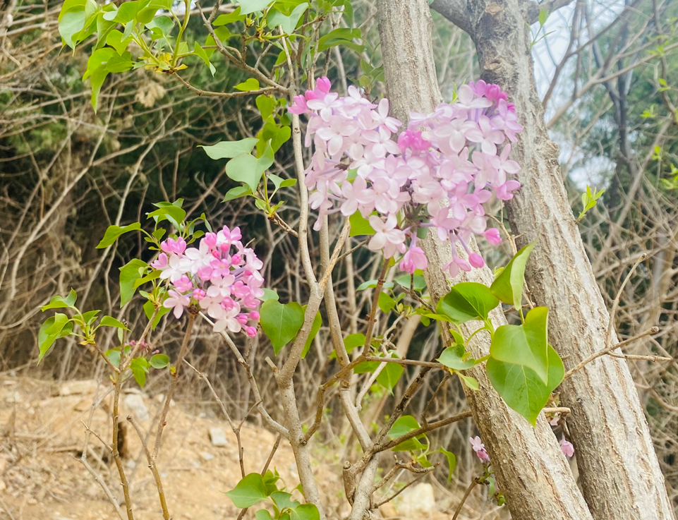 山东济南：春日有多浪漫？花儿都要组成爱心模样