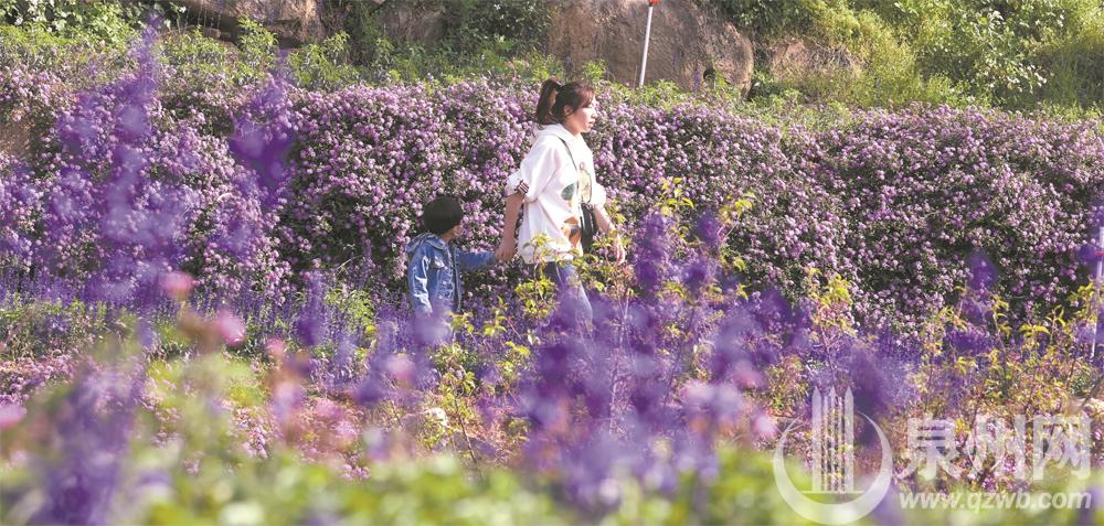 泉州：山线绿道春意浓 一路繁花一路景