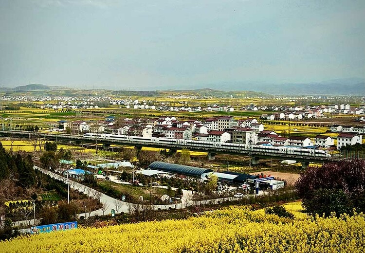 陕西：高铁“公交化”开行，穿越油菜花海