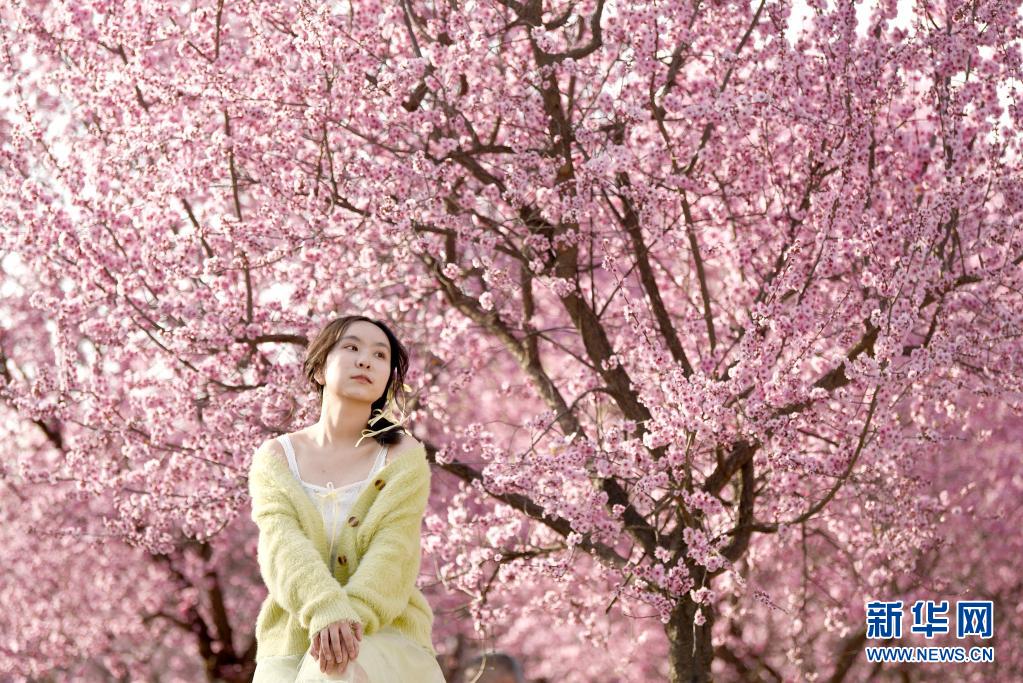 西安：春光无限好 满眼繁花灿