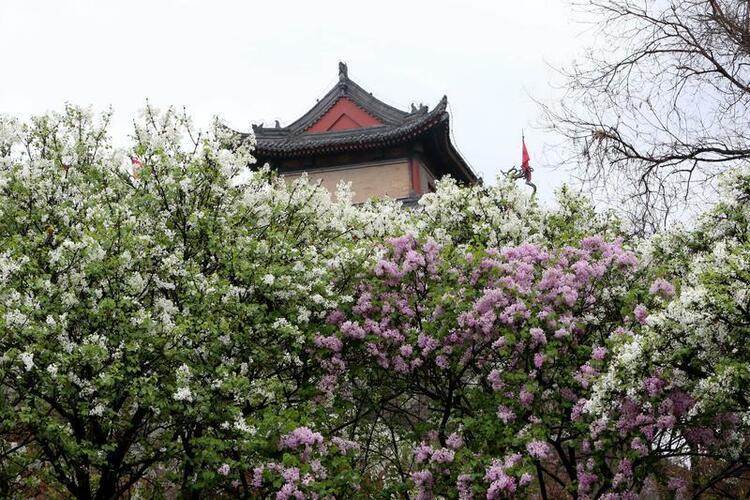 雨中鲜花分外娇