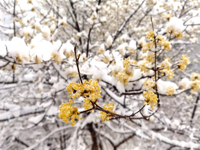 【原创】【春日“豫”新景】南阳老界岭：茱萸花海映春雪_fororder_黄白交融 娇艳动人 摄影 吴艳红