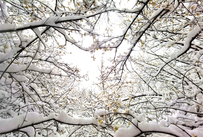 【原创】【春日“豫”新景】南阳老界岭：茱萸花海映春雪_fororder_白雪伴茱萸 摄影 吴艳红