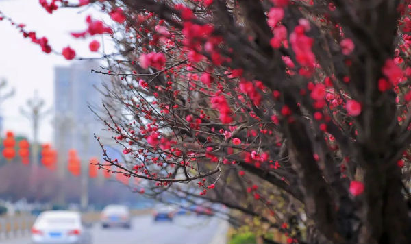 （转载）花重锦城，崇州独占三分春色